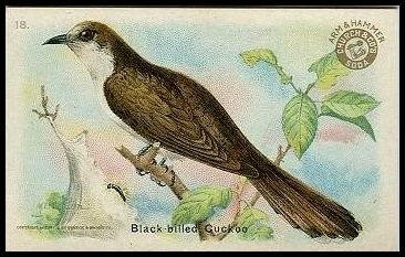 J5 18 Black-billed Cuckoo.jpg